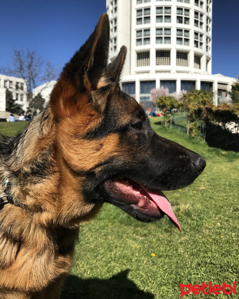 Alman Çoban Köpeği, Köpek  Arya Von Der fotoğrafı