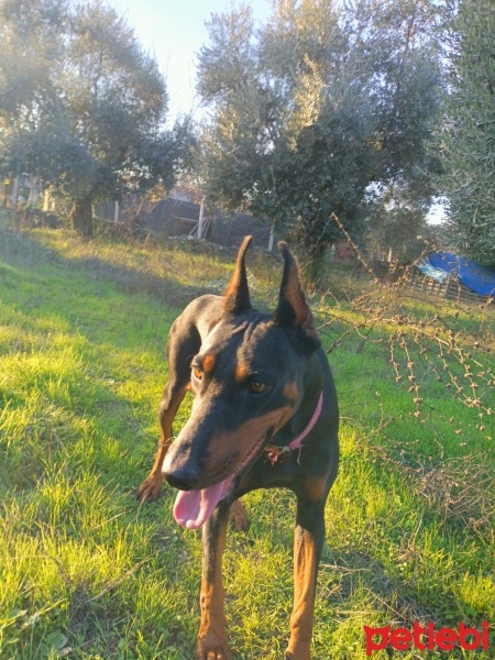 Doberman Pinscher, Köpek  Miya fotoğrafı