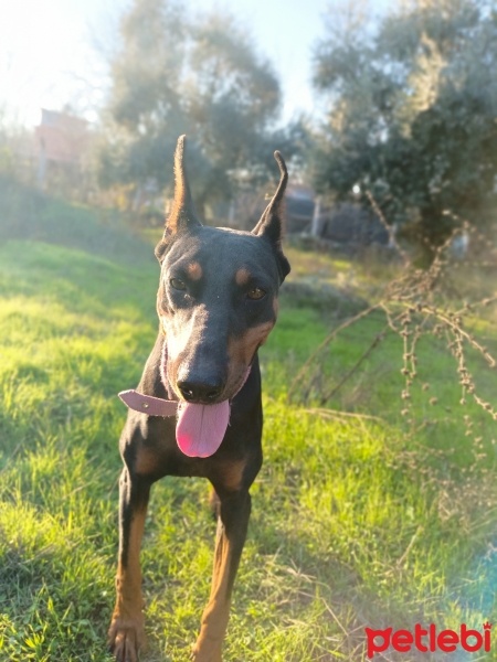 Doberman Pinscher, Köpek  Miya fotoğrafı