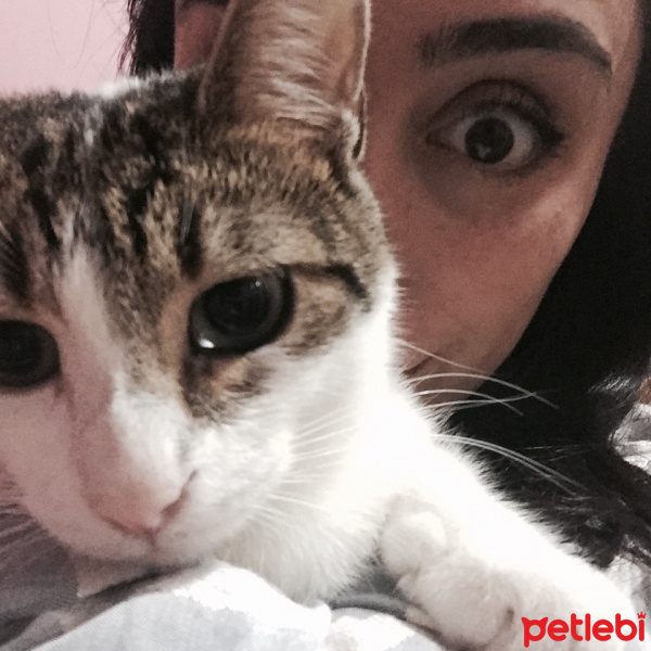 Tekir Kedi, Kedi  Patiş fotoğrafı
