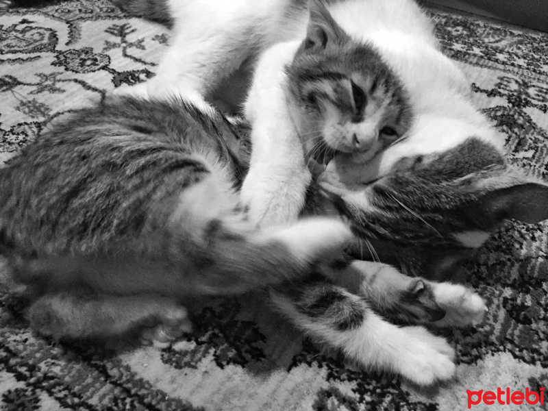 Tekir Kedi, Kedi  Patiş fotoğrafı