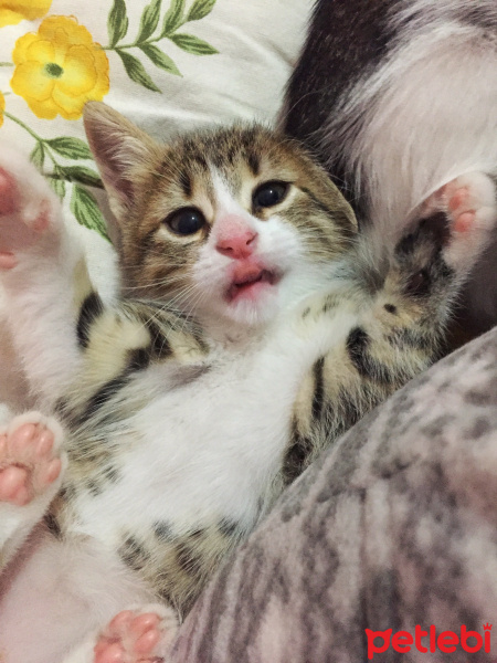 Tekir Kedi, Kedi  Patiş fotoğrafı