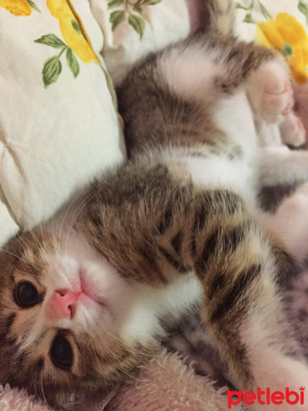 Tekir Kedi, Kedi  Patiş fotoğrafı