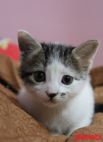 Tekir Kedi, Kedi  Patiş fotoğrafı