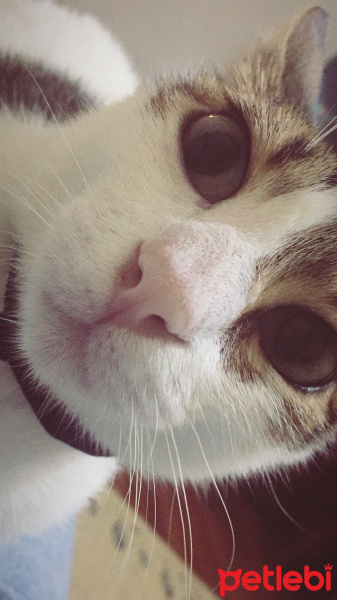 Tekir Kedi, Kedi  Patiş fotoğrafı