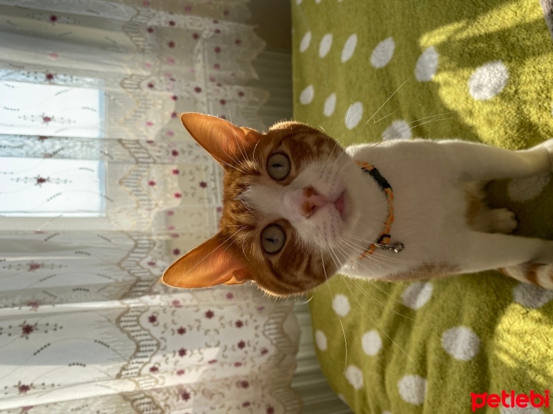Sarman, Kedi  Boncuk fotoğrafı