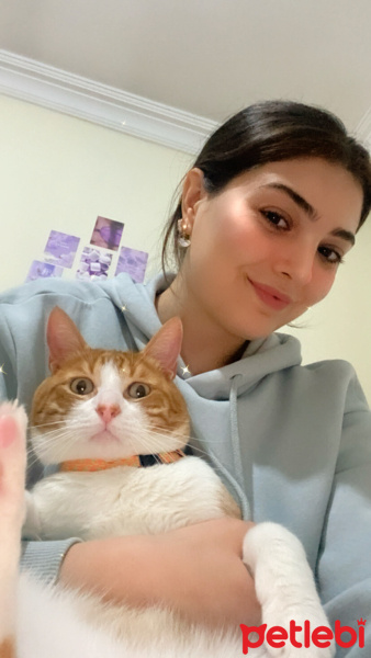 Sarman, Kedi  Boncuk fotoğrafı