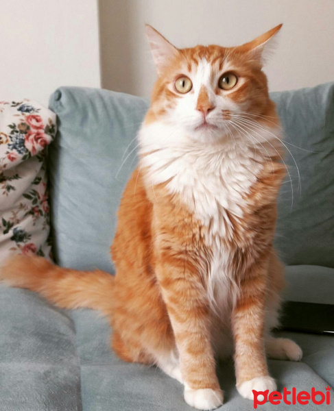 Tekir Kedi, Kedi  pati fotoğrafı