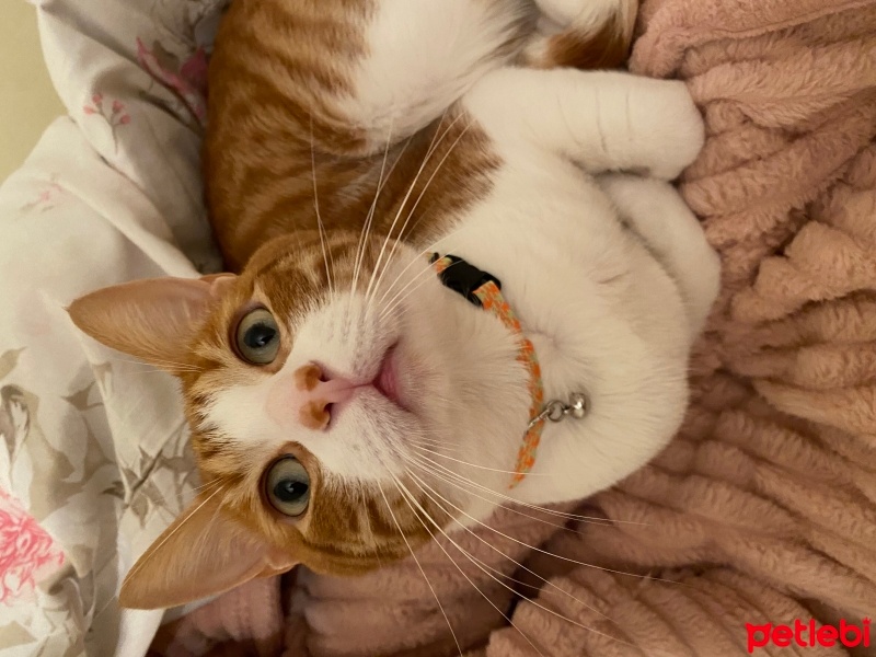 Sarman, Kedi  Boncuk fotoğrafı