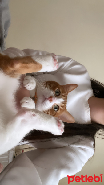 Sarman, Kedi  Boncuk fotoğrafı