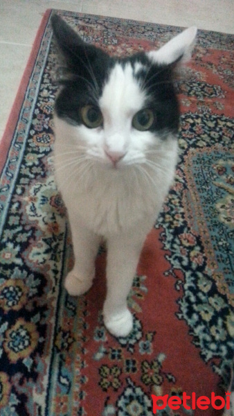 Tekir Kedi, Kedi  Bihter fotoğrafı