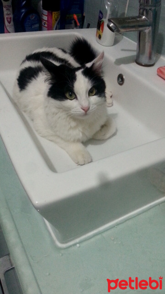 Tekir Kedi, Kedi  Bihter fotoğrafı
