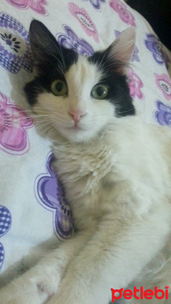 Tekir Kedi, Kedi  Bihter fotoğrafı