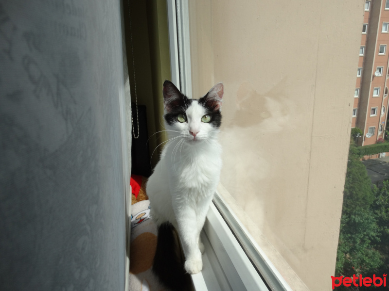 Tekir Kedi, Kedi  Bihter fotoğrafı