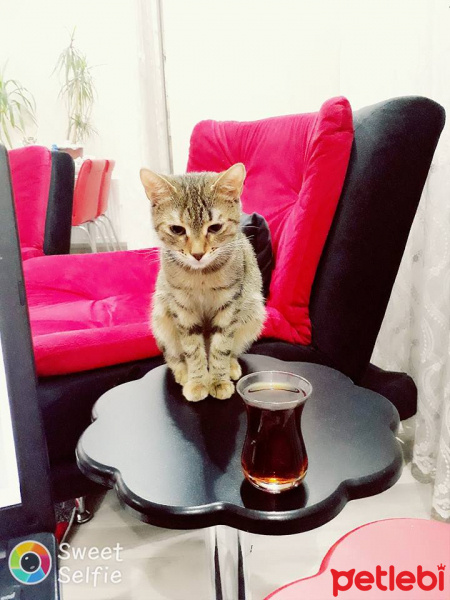 Tekir Kedi, Kedi  zıpır fotoğrafı