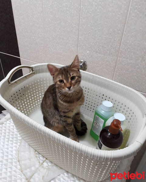 Tekir Kedi, Kedi  zıpır fotoğrafı