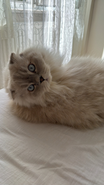 Scottish Fold, Kedi  Sütlaç fotoğrafı