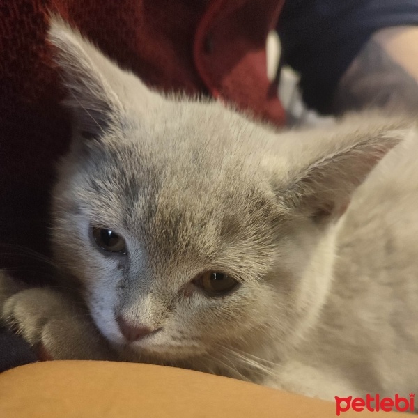 British Shorthair, Kedi  Paşa fotoğrafı