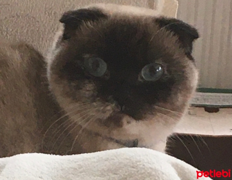 Scottish Fold, Kedi  Karamel fotoğrafı
