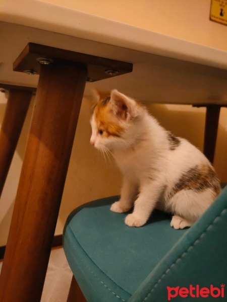 Tekir Kedi, Kedi  Patates fotoğrafı