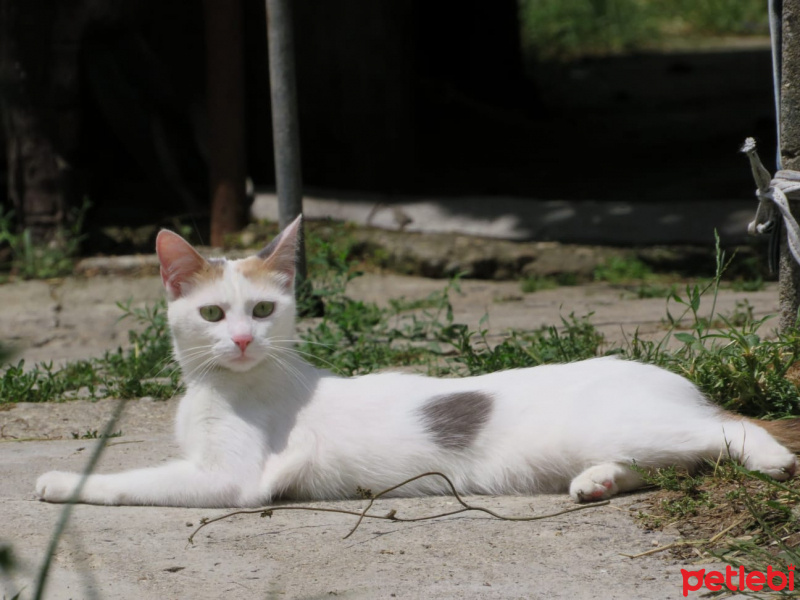 Tuxedo (Smokin) Kedi, Kedi  Pamuk fotoğrafı