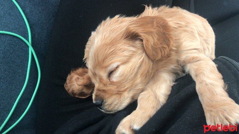 İngiliz Cocker Spaniel, Köpek  Badem fotoğrafı