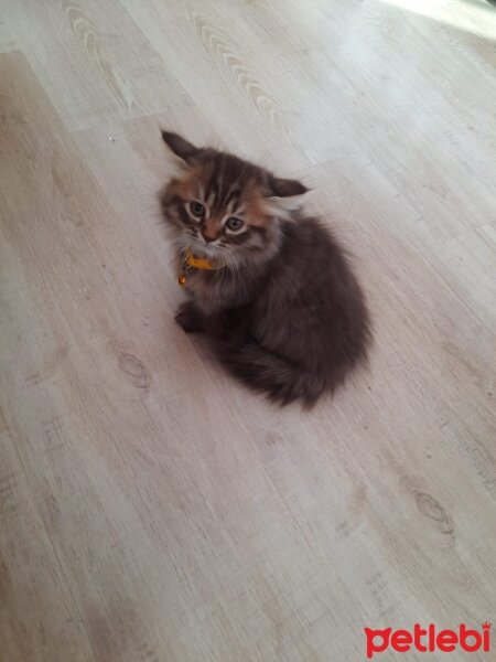 British Longhair, Kedi  Karamel fotoğrafı