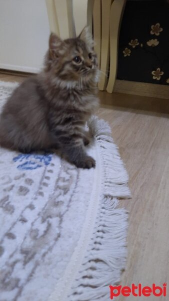 British Longhair, Kedi  Karamel fotoğrafı