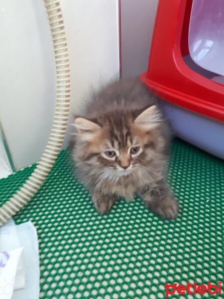 British Longhair, Kedi  Karamel fotoğrafı