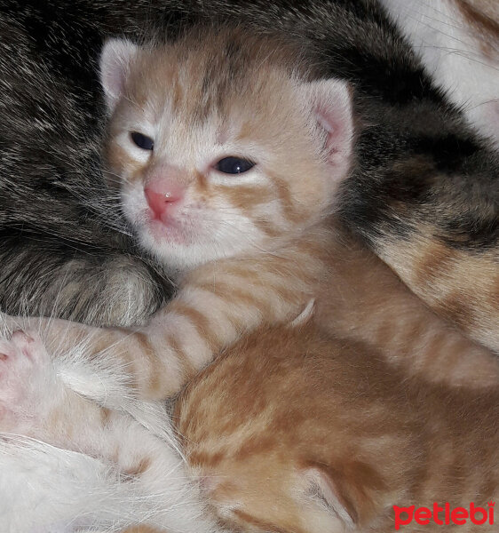 Tekir Kedi, Kedi  Sarı şeker fotoğrafı