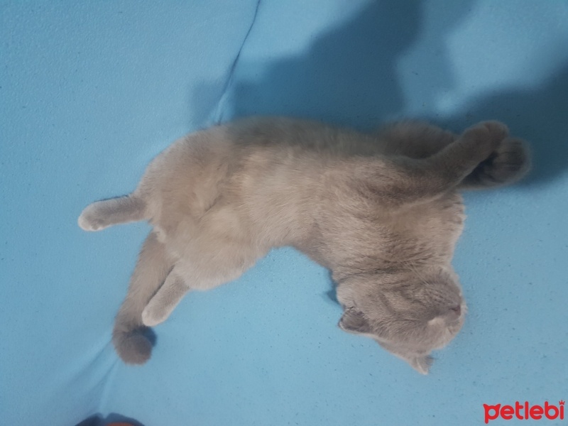 Scottish Fold, Kedi  Duman fotoğrafı