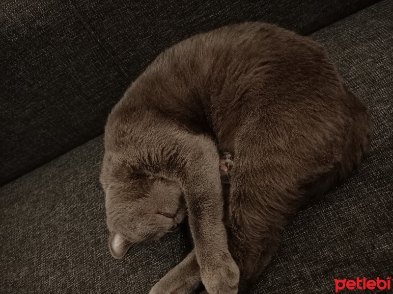 Mavi Rus, Kedi  Duman fotoğrafı