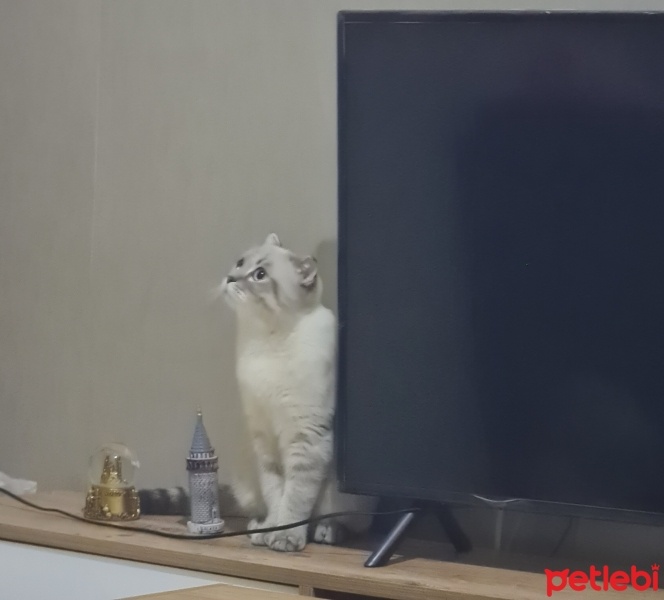British Shorthair, Kedi  Tomurcuk fotoğrafı