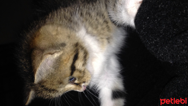 Tekir Kedi, Kedi  Duman fotoğrafı
