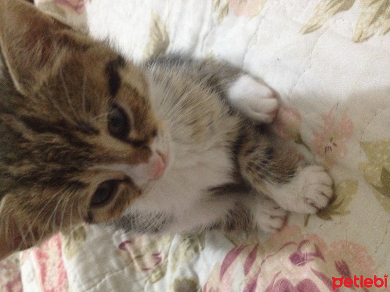 Tekir Kedi, Kedi  Duman fotoğrafı