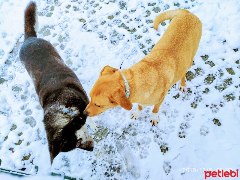 Sibirya Kurdu (Husky), Köpek  KARA fotoğrafı