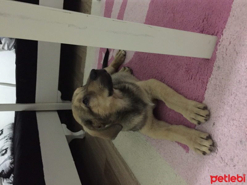 Kangal, Köpek  Leon fotoğrafı