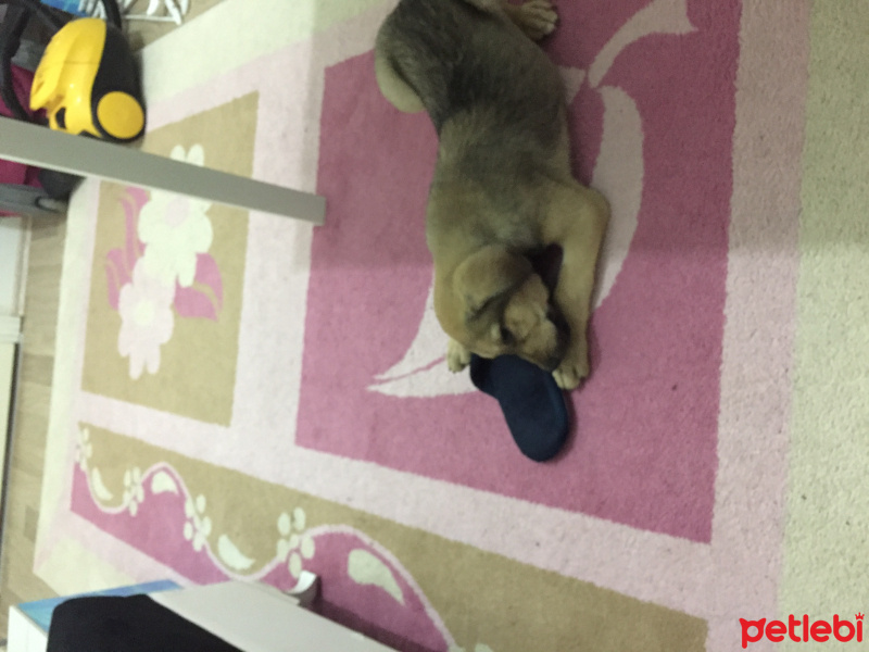 Kangal, Köpek  Leon fotoğrafı