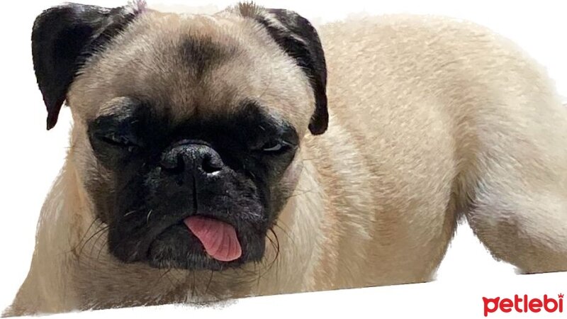 Pug, Köpek  Eyşan fotoğrafı