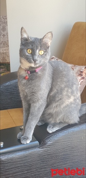 Mavi Rus, Kedi  Duman fotoğrafı