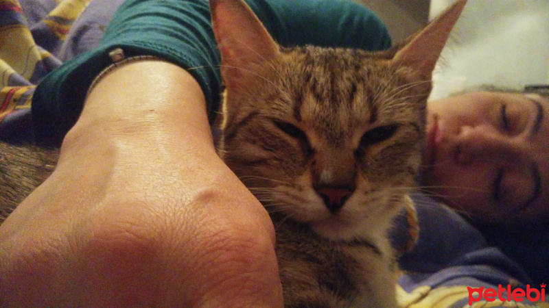 Tekir Kedi, Kedi  Çakıl fotoğrafı