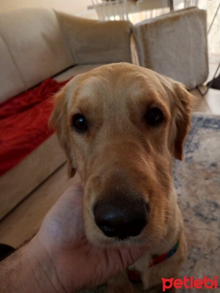 Golden Retriever, Köpek  Lora fotoğrafı