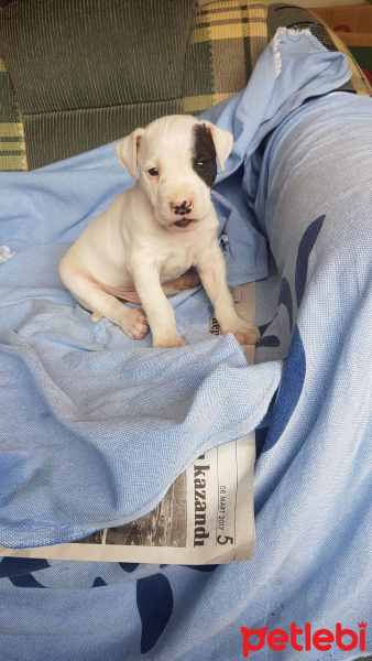 Dogo Arjantin, Köpek  keeper fotoğrafı