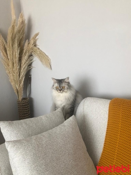 Chinchilla, Kedi  Boncuk fotoğrafı