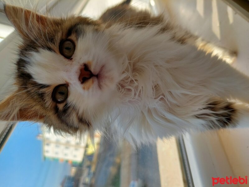 Norwegian Forest, Kedi  Prenses fotoğrafı