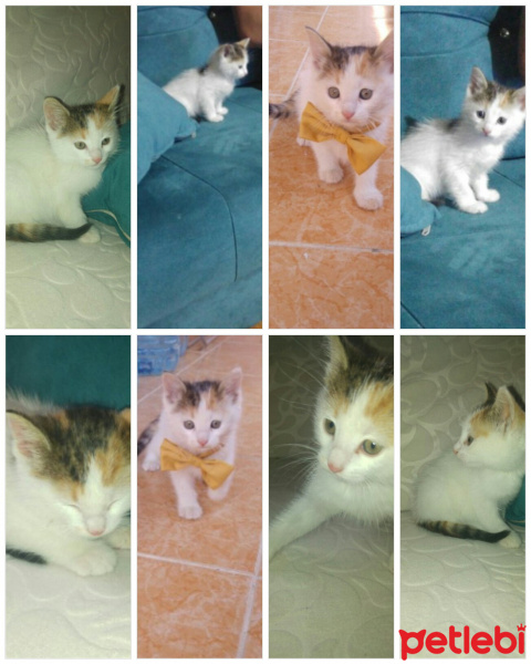 Tekir Kedi, Kedi  Puki fotoğrafı