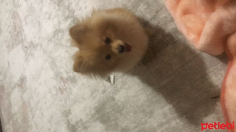Pomeranyalı, Köpek  Sakız fotoğrafı