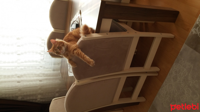 Tekir Kedi, Kedi  mişa fotoğrafı