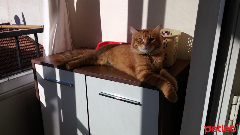 Tekir Kedi, Kedi  mişa fotoğrafı