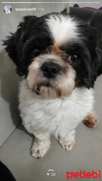 Maltese, Köpek  Mart fotoğrafı